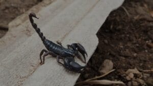 Scorpion Control: How To Keep Scorpions Out Of Your Home And Yard 1 Black Scorpion