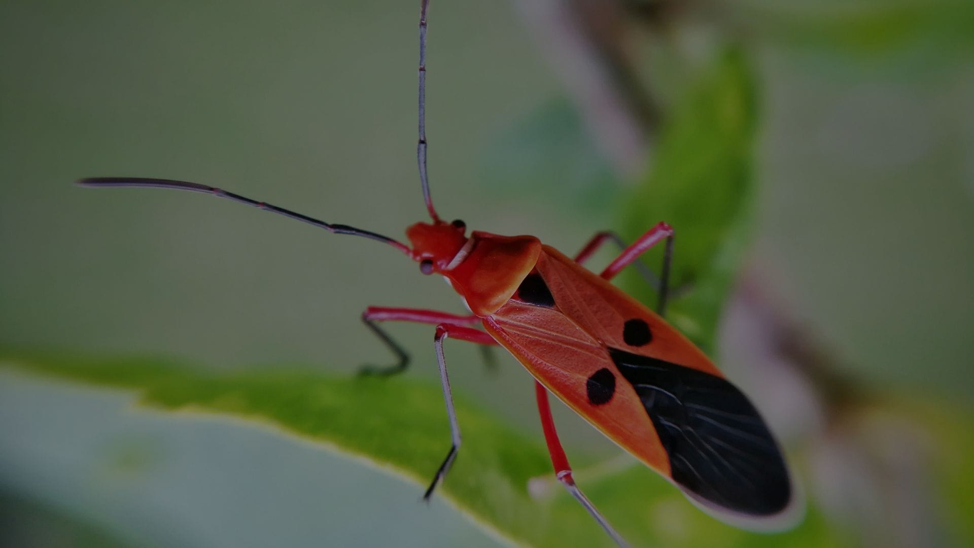 Why Boxelder Bugs Gather on Utah Homes Each Fall: Expert Insight from Utah Beeline