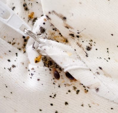 Bedbug stains