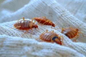 bed bug on white blanket