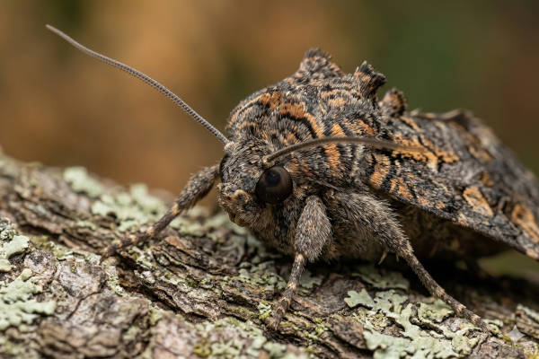 A close-up, detailed image of a moth.