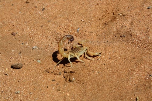 A sandy-colored scorpion with its tail curled over its back on desert sand.
