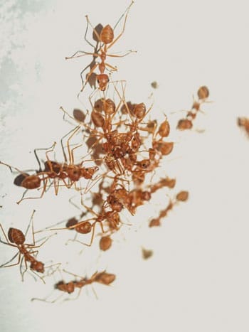 Top Tips for Eliminating Ants from Your Home