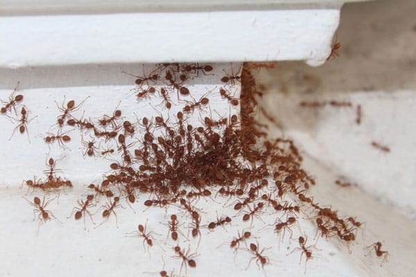Natural Ant Repellents: Does Cinnamon Really Work?