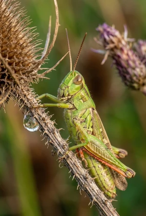 A vibrant green grasshopper with prominent antennae clings to a thin, dry brown stalk.