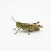 Green grasshopper illustration, top view, with long antennae and bent jumping legs.