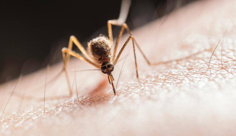 mosquito bite