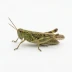 Grasshopper removal in Utah