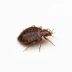 Bedbug removal in Utah