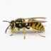 wasp control in Utah