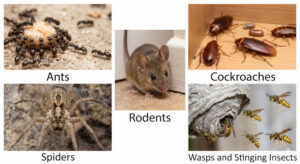 Six images of common household pests: ants, cockroaches, mouse, spider, and wasps.
