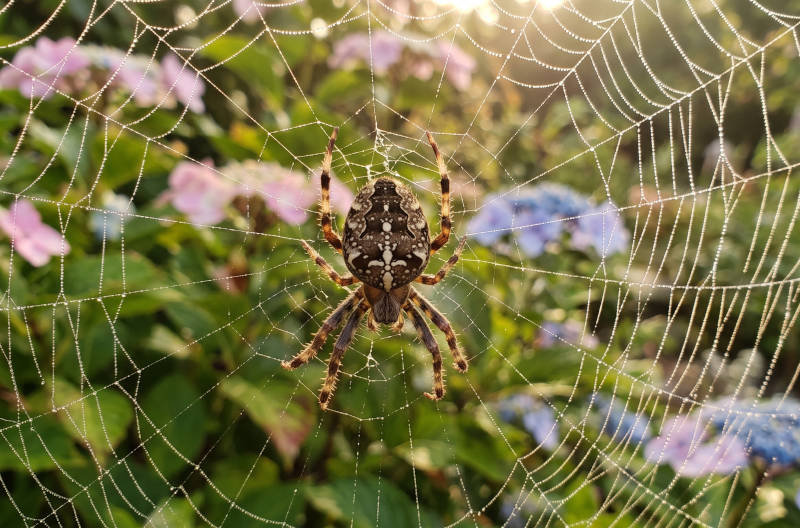 Brown and white patterned spider on a dewy web. Sunlight illuminates flowers and green leaves.