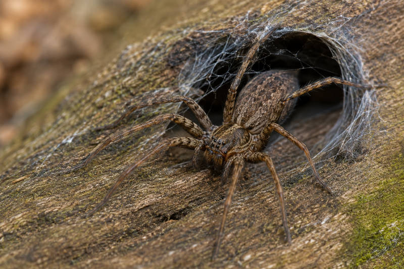 Hobo Spider Hobo spider